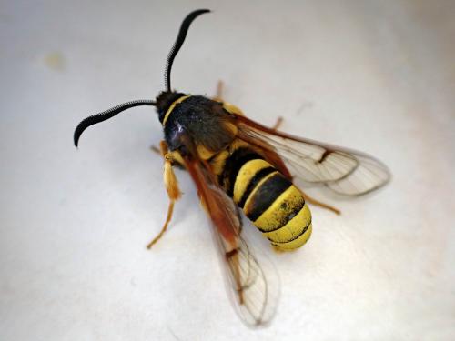 Sesia bembeciformis